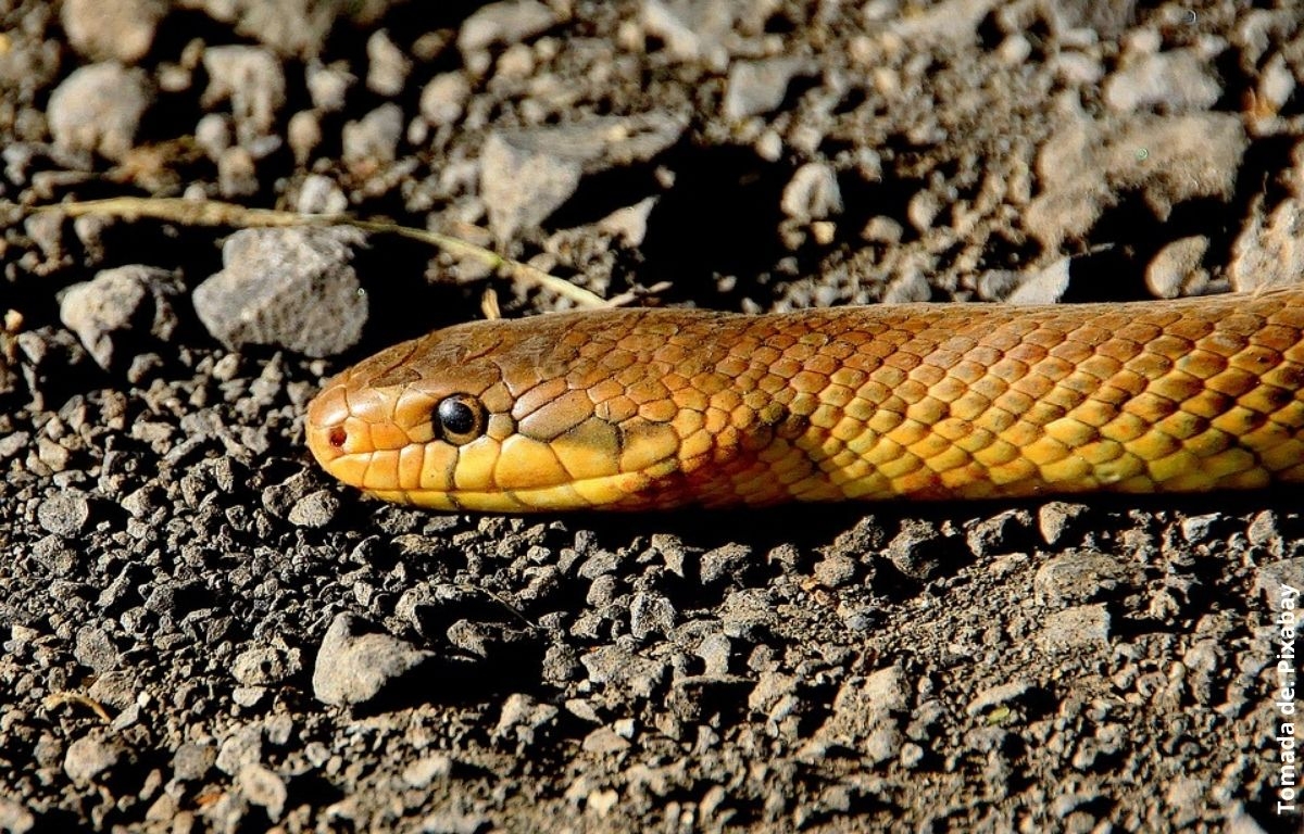 En Yucatán hay 57 especies diferentes de serpientes