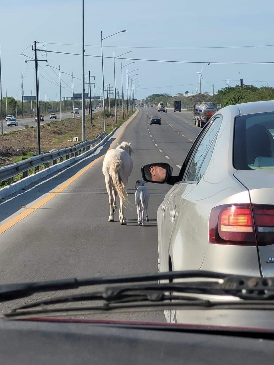 Captan a un caballo y un borrego caminando por la carretera Mérida-Progreso