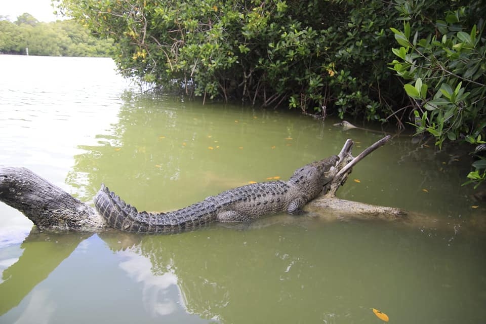 Alertan por tour peligroso en Río Lagartos; incitan a cocodrilos a saltar cerca de turistas