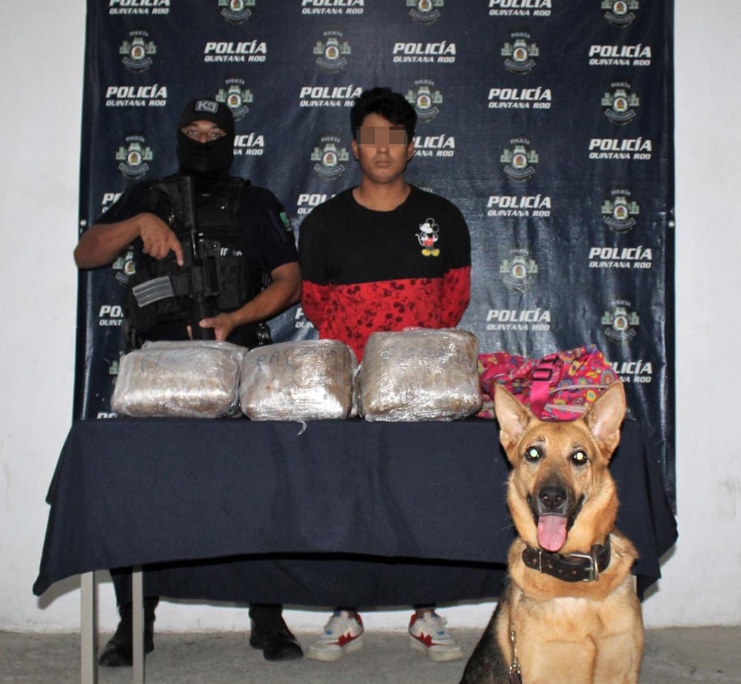 Elementos de la Unidad Canina de la Policía Quintana Roo, detuvieron a Jhonatan "N"