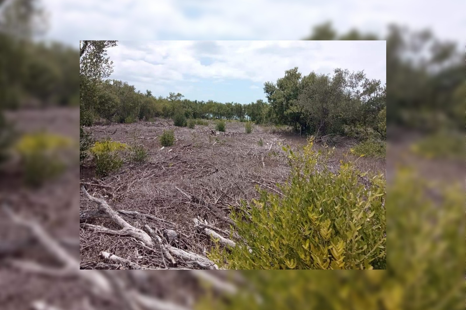 Ecocidio en Quintana Roo: Cubren manglares de Punta Lagartos con sascab