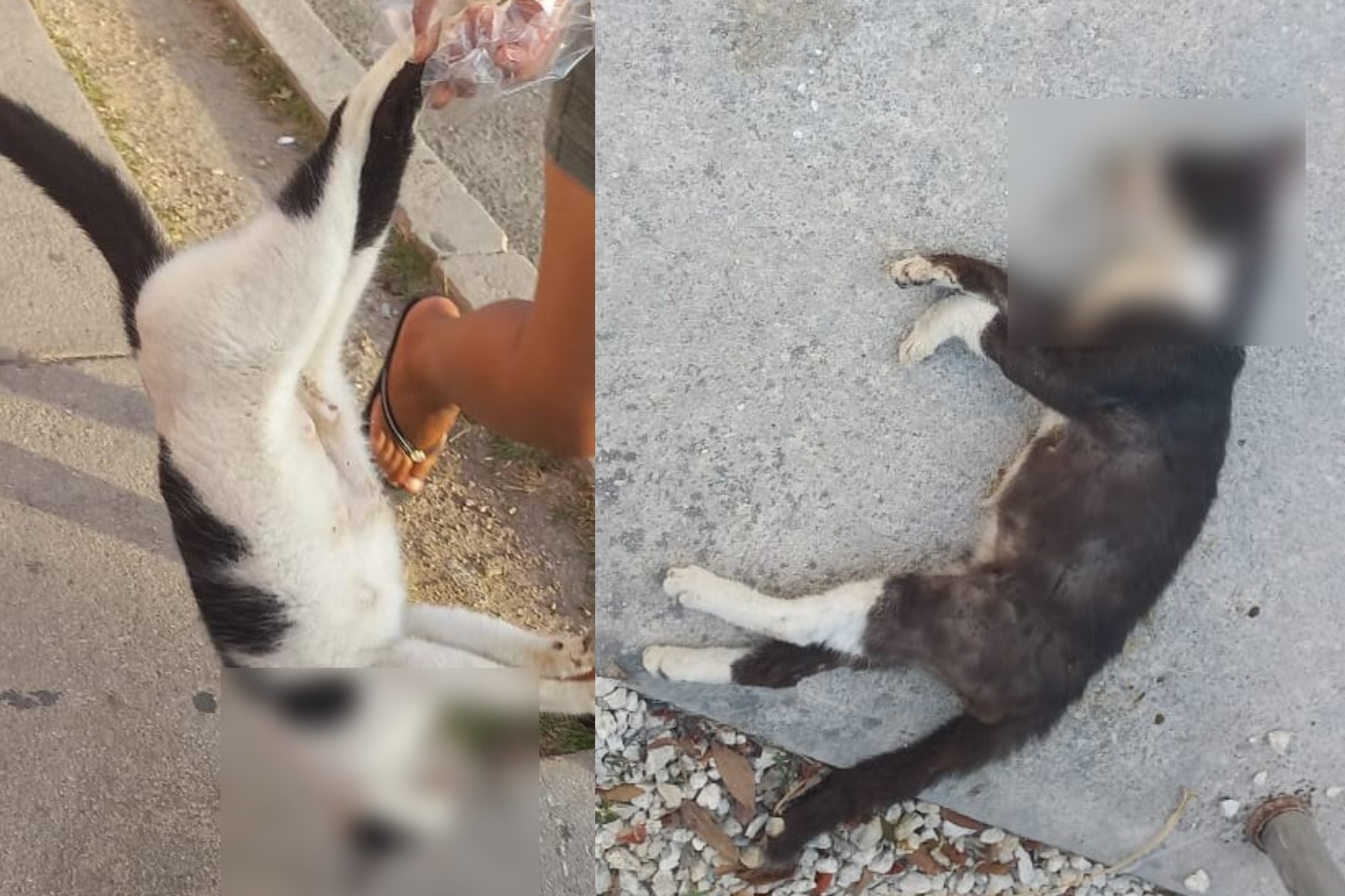 Hallan gatos muertos en Puerto Aventuras; sospechan envenenamiento