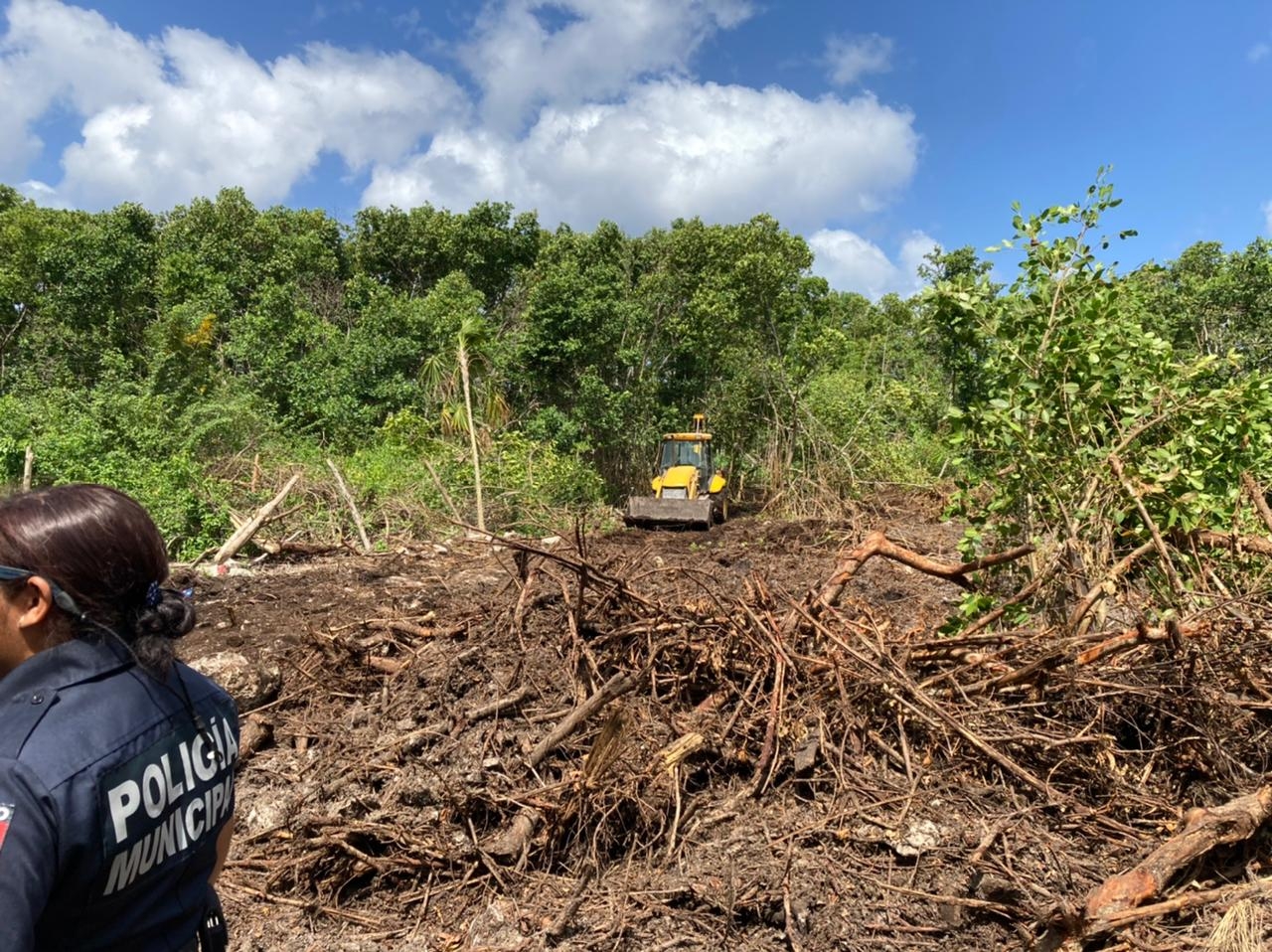 Otro ecocidio en Q.Roo: Devastan manglares en terrenos de Cozumel