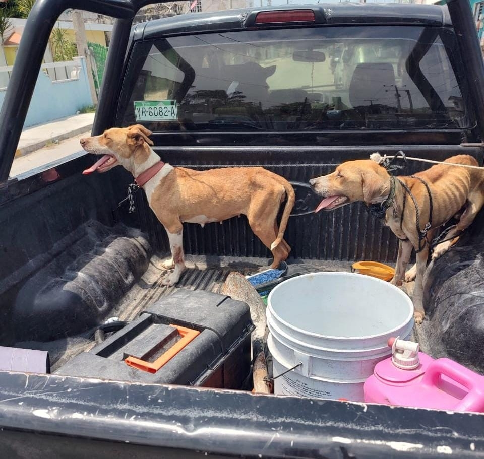 Rescatan a dos perros que padecían desnutrición en Progreso