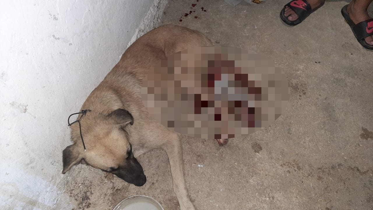 Borracho balea a un perro callejero en Escárcega, Campeche