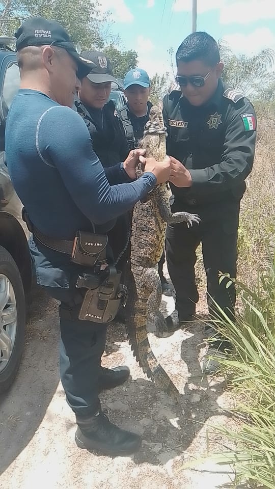 Capturan lagarto pequeño en un rancho ubicado en Tizimín