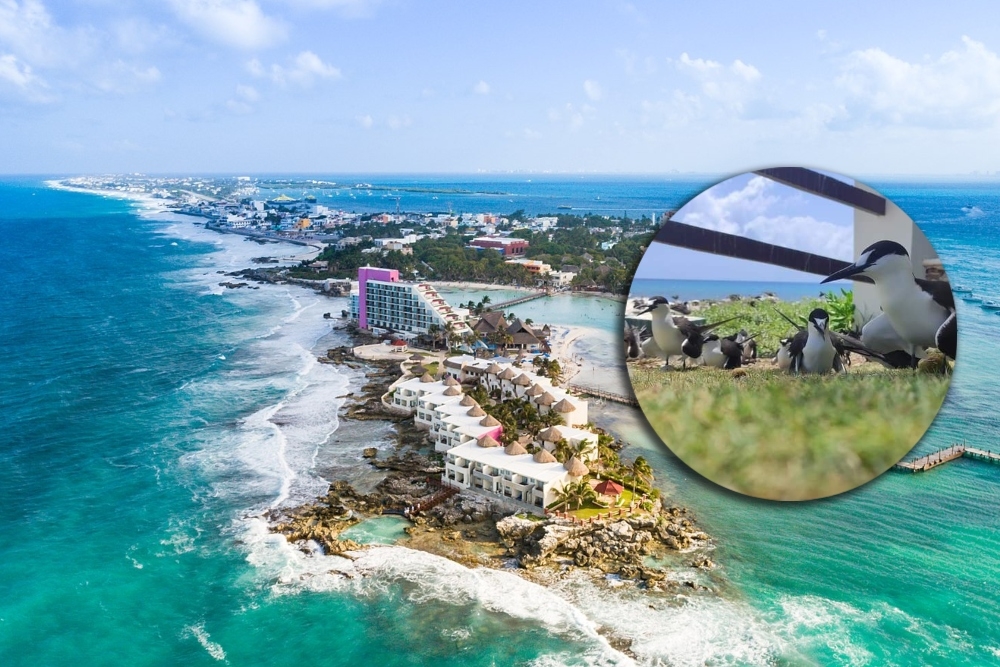 Isla Mujeres: Convierten la zona de 'El Yunque' en santuario del ave Charrán albinegro