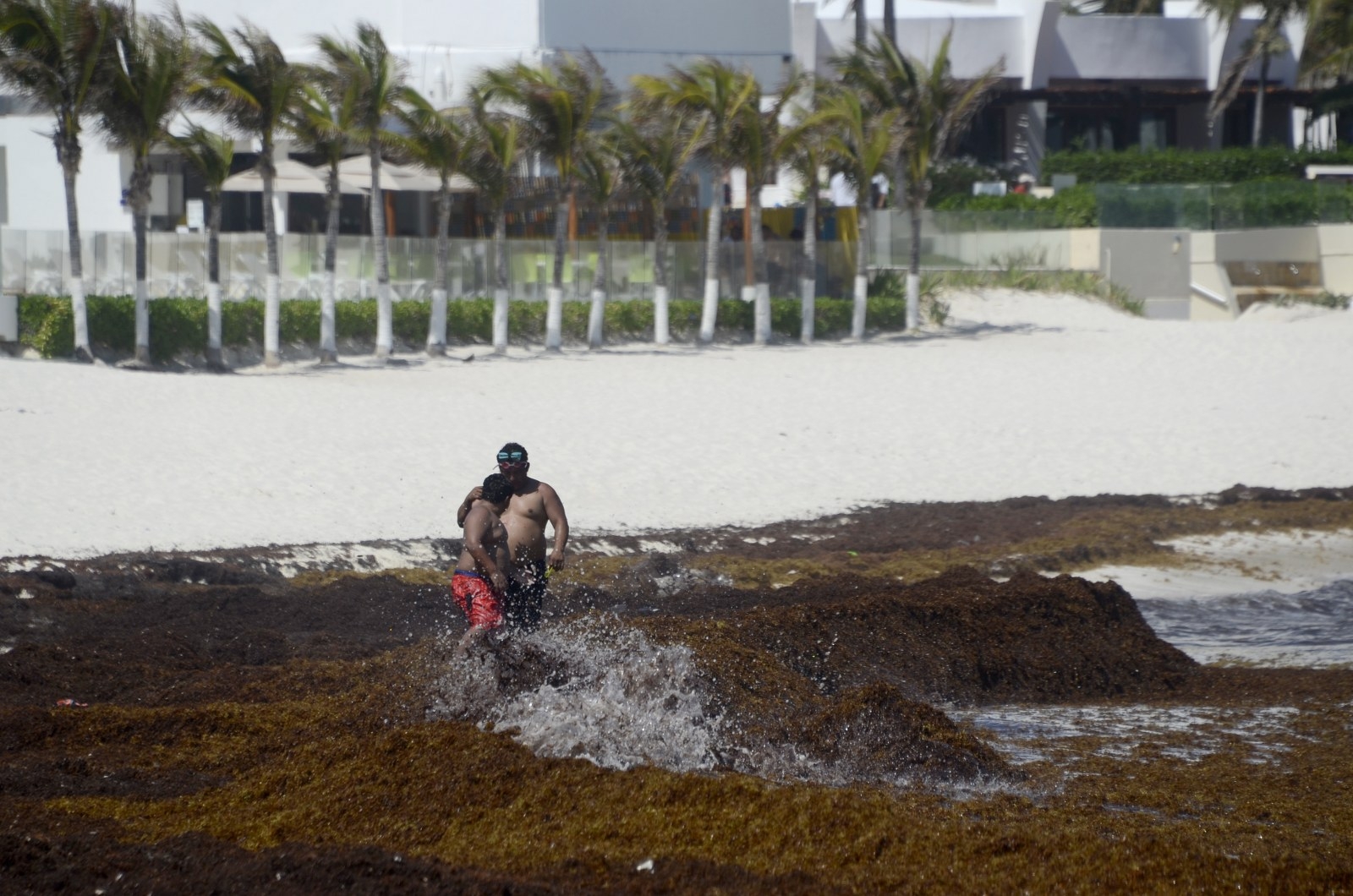 En Cozumel, la acumulación de sargazo permanece en la zona que da hacia mar abierto, sitio donde hay 10 playas en color rojo por la macroalga