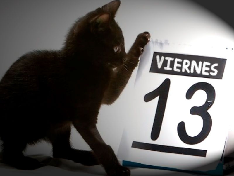 Las supersticiones pueden llegar a afectar a otras criaturas como los gatitos negros. Imagen: Ilustrativa