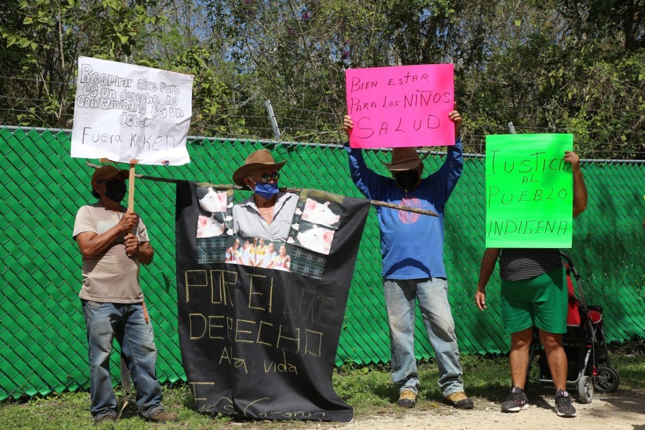 Pobladores se han manifestado por el daño que hace la crianza de cerdos en Yucatán a la salud de las personas, pero sobre todo al agua