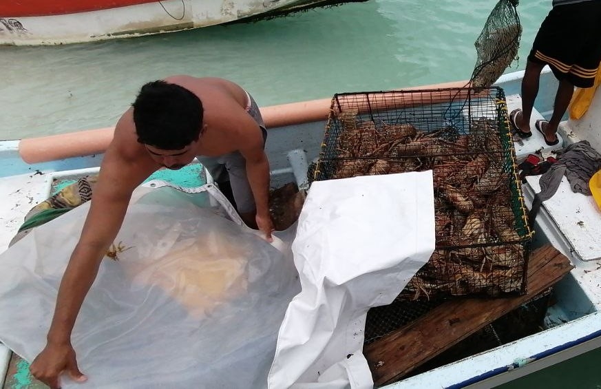 Precio de la langosta en Isla Mujeres se duplica tras caída causada por la pandemia