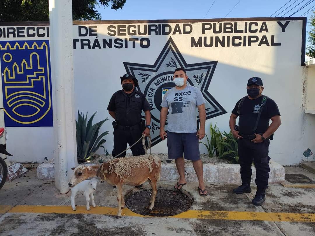 Policía Municipal recupera dos borregos con reporte de robo en Tekax