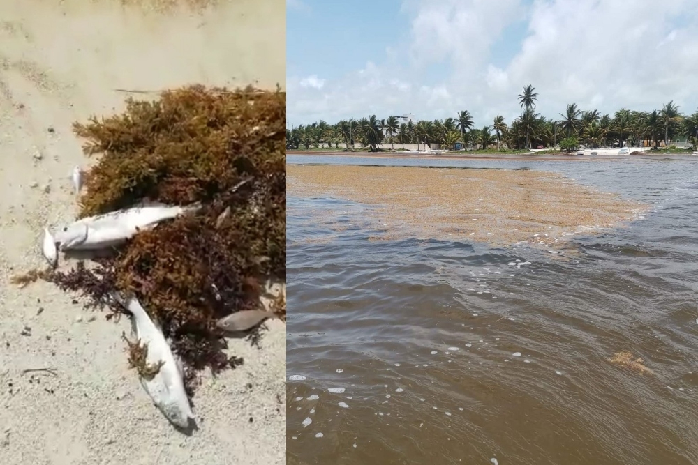 Habitantes de Mahahual indicaron que el Gobierno de Quintana Roo no ha implementado medidas para la recoja del sargazo