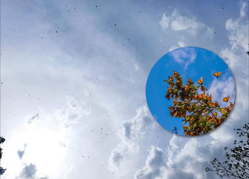 Cielo de José María Morelos se llena con miles de mariposas