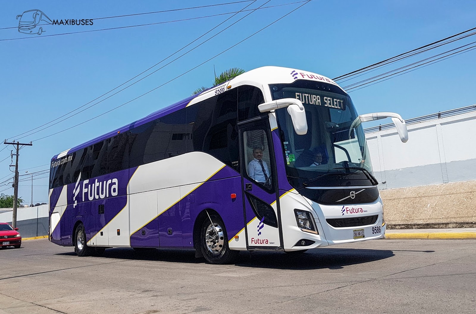 Autobuses Futura habría sido responsable de la muerte de un perrito en un viaje de Poza Rica a Ciudad de México