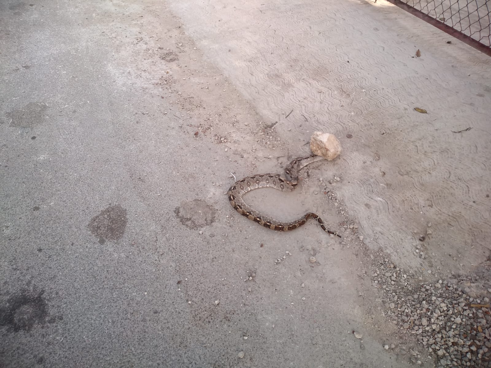 Matan a una boa de casi un metro con una piedra en Chocholá