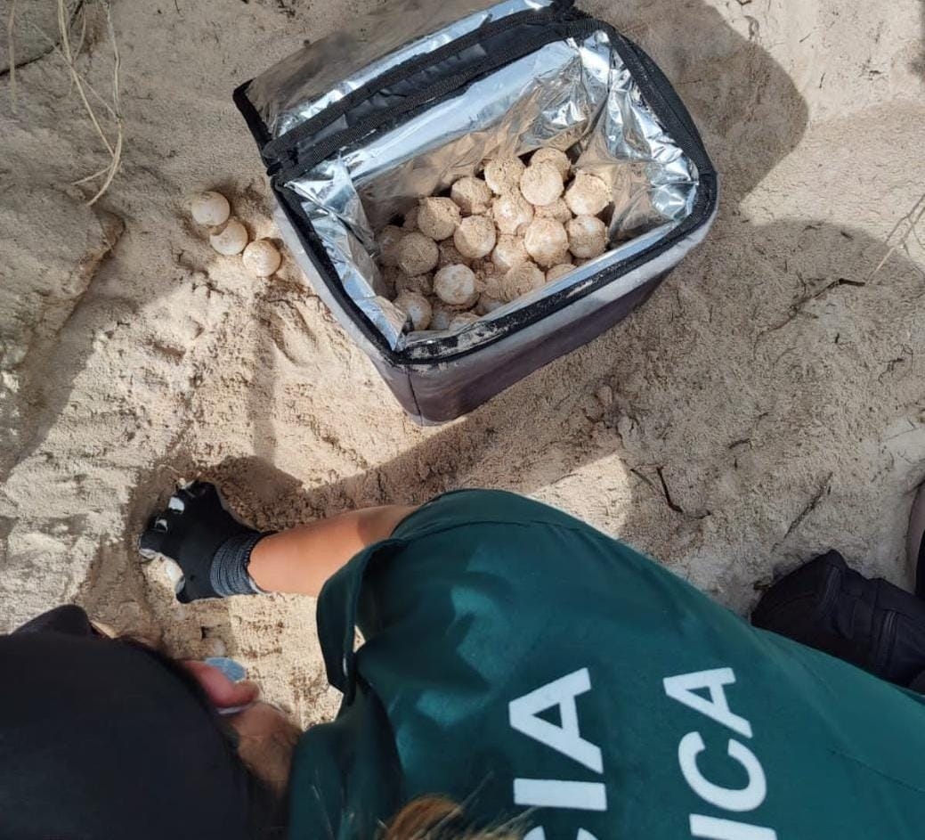 Reportan robo de huevos de tortuga marina en Progreso; Policía Ecológica vigilará la zona