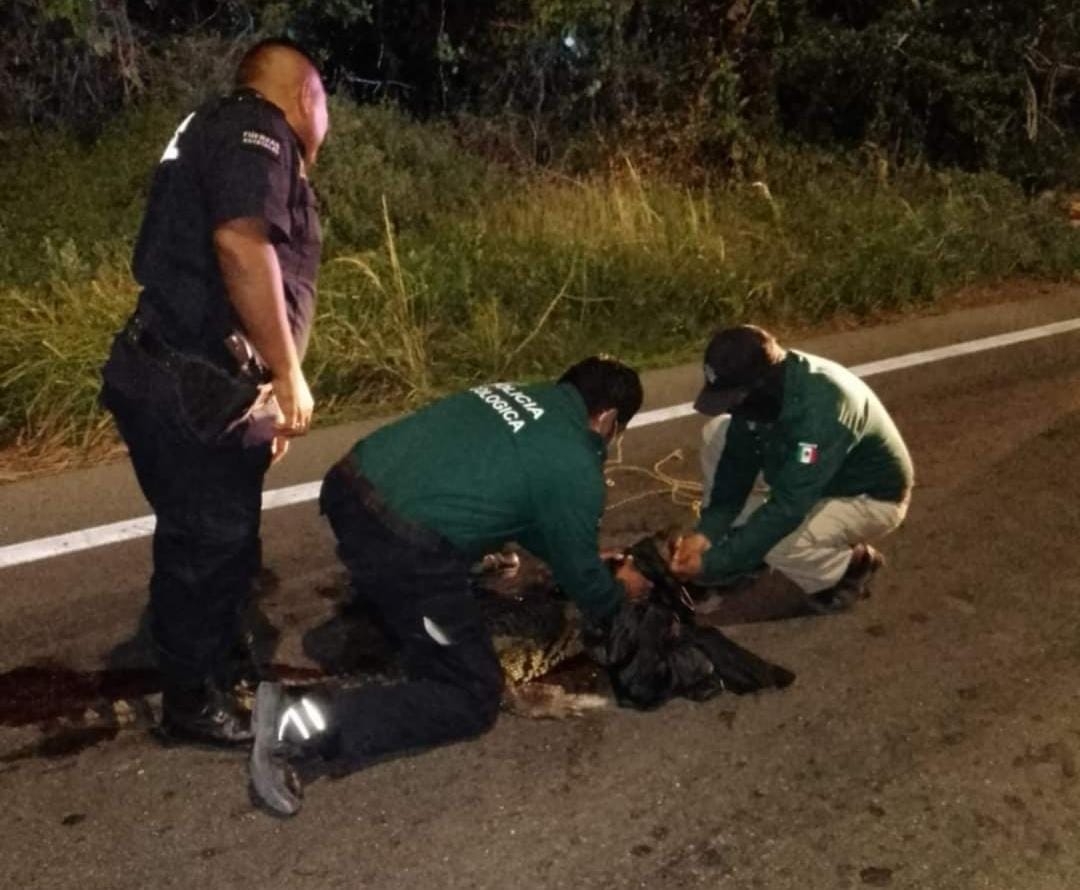 Policías dieron aviso a las autoridades ecológicas sobre la presencia de un cocodrilo en la carretera Progreso-Mérida