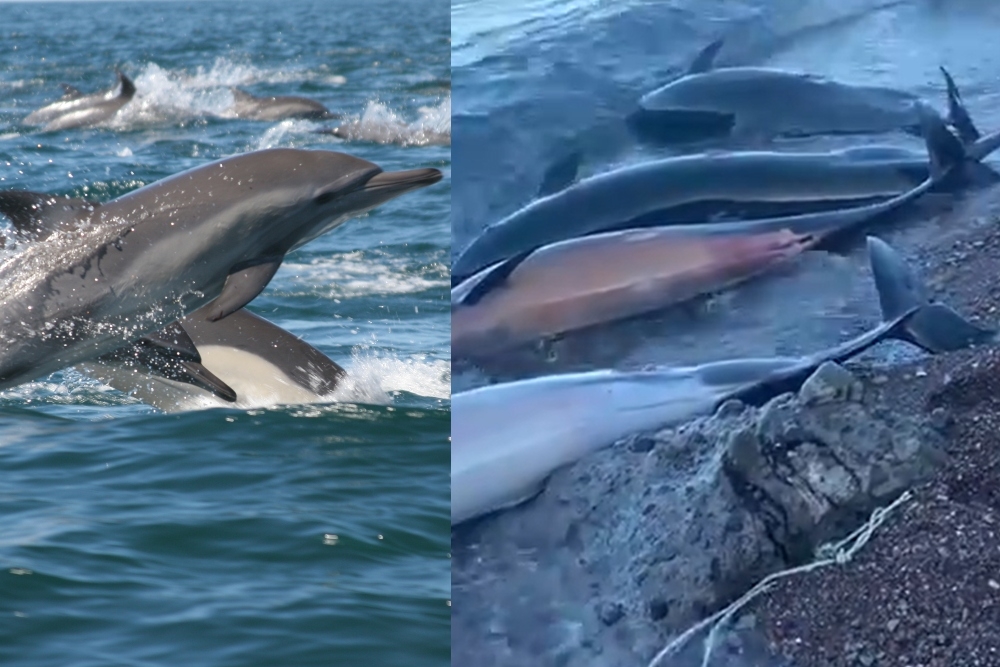 Fueron habitantes de La Paz, en Baja California Sur los que subieron a redes sociales los videos de los delfines muertos