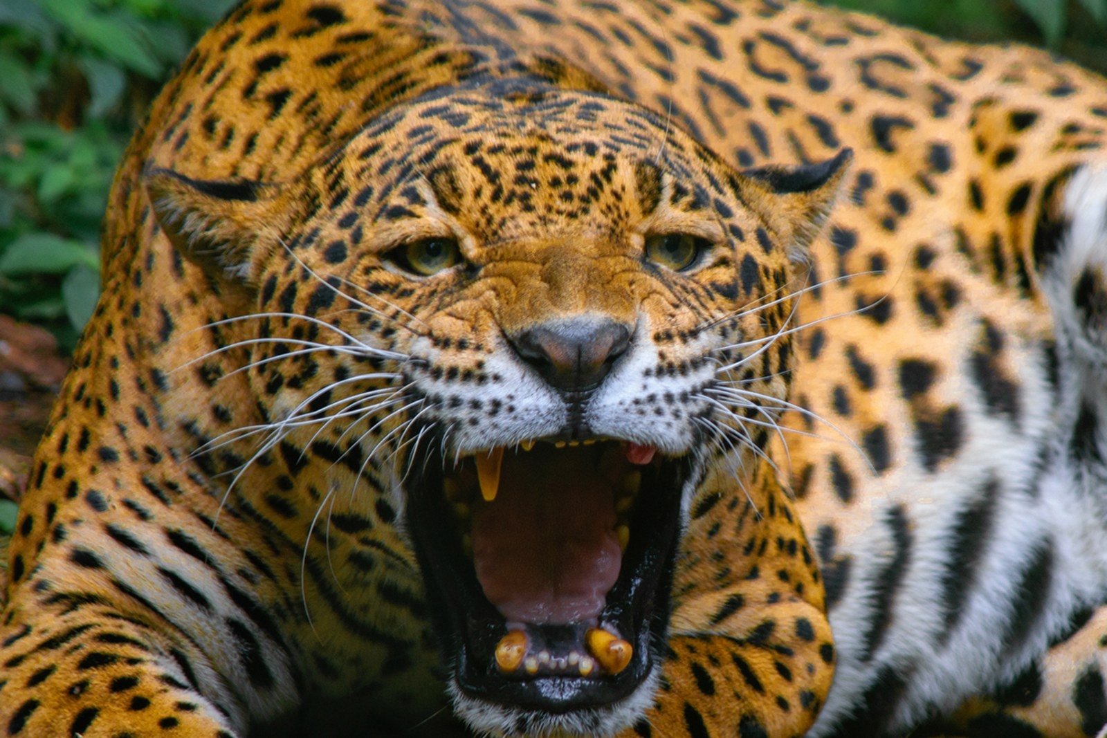 Los animales viejos y lastimados ya no pueden acceder tan fácil por sus presas, al encontrarse entre campos para agricultura, ganadería o megaproyectos en la zona urbanizada