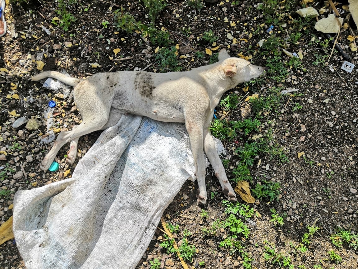 La mascota de la denunciante murió debido a los golpes propiciados por su vecino en Tizimín