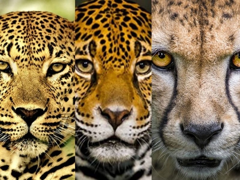 ¿Cómo diferenciar a felinos de México, como el jaguar y leopardo con un guepardo africano?