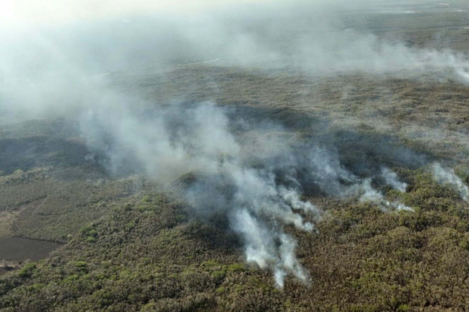 De enero a octubre de este año se han registrado 190 incendios que afectaron 53 mil 499 hectáreas en la Península de Yucatán