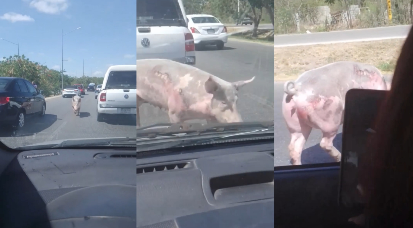 El cerdo corría entre los autos del Periférico de Mérida