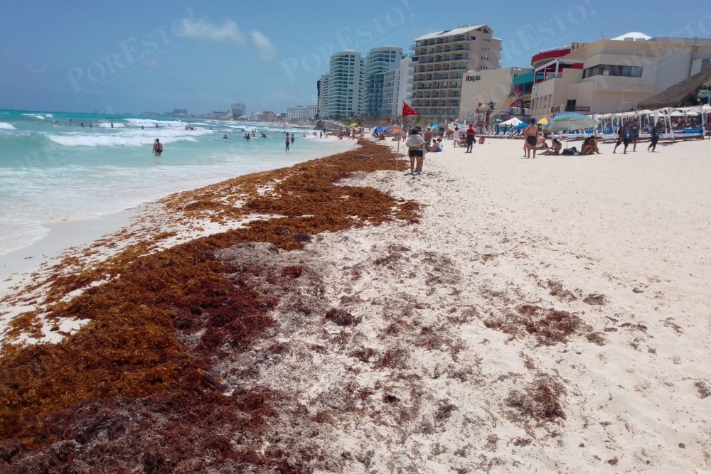 Preocupa la falta de acciones contra el sargazo en Quintana Roo