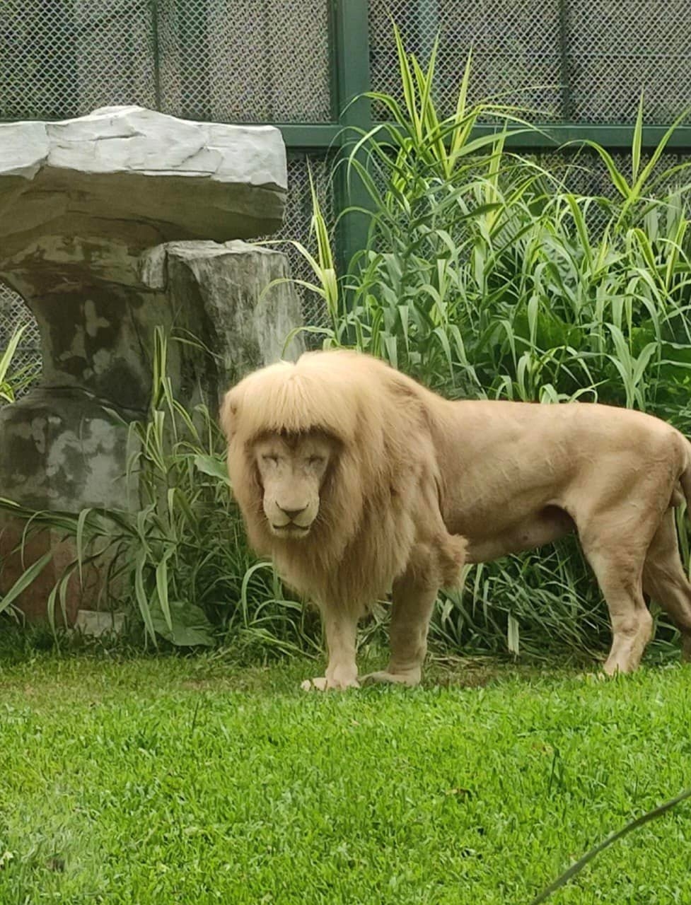 León causa furor en China por su extraña apariencia