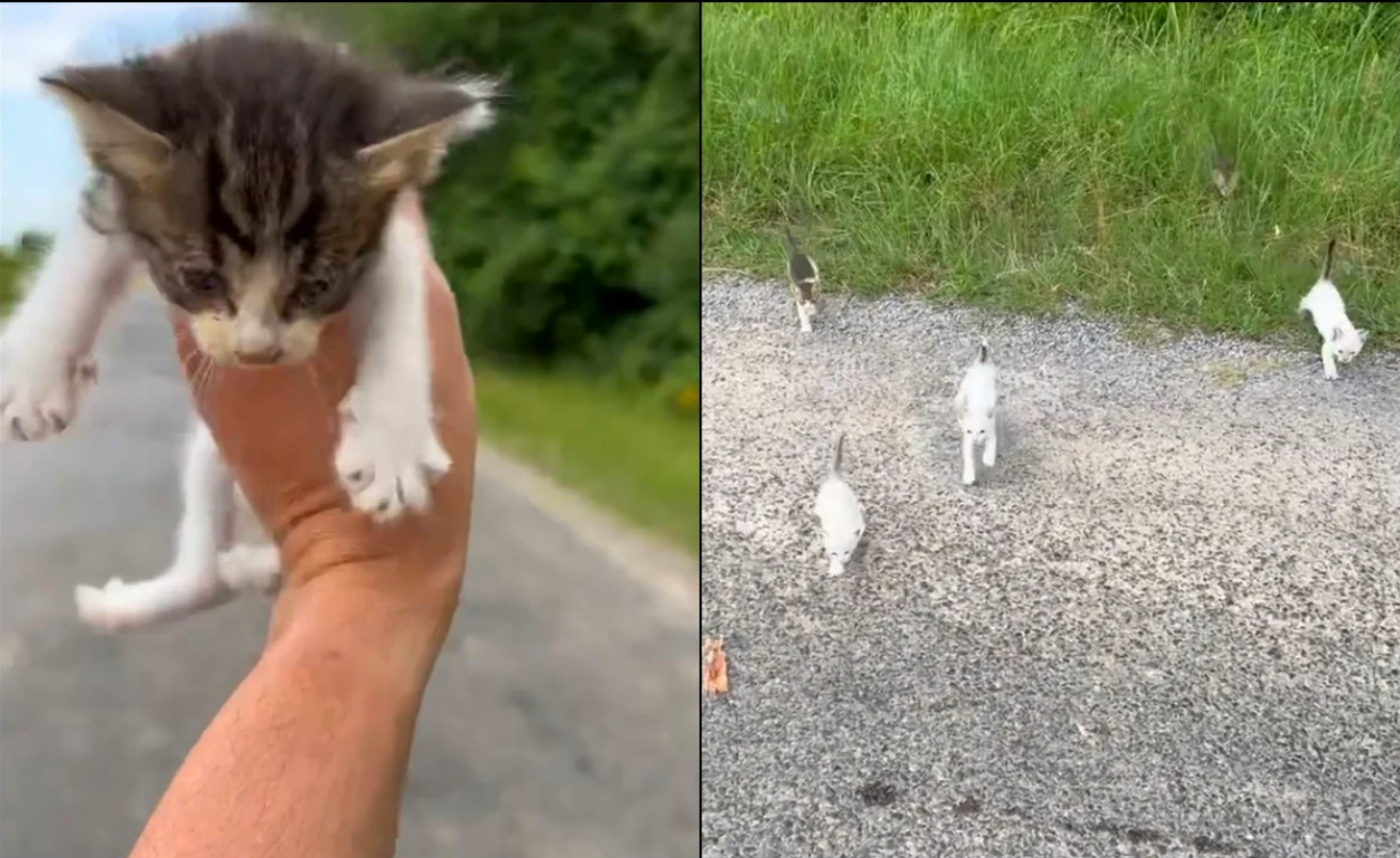 El hombre sube videos de los gatitos que rescató y asegura que ya les busca un buen hogar a todo