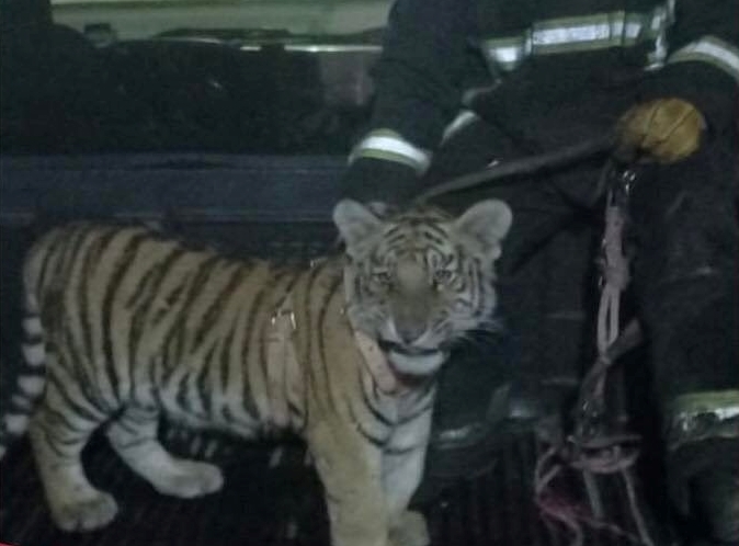 Rescatan a cachorro de tigre abandonado en Tizayuca, Hidalgo