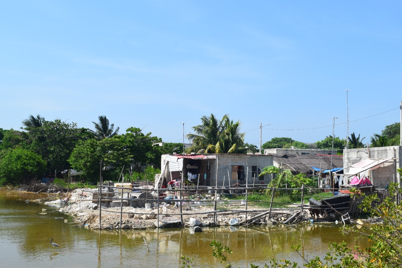 Habitantes del rumbo aseguran que familias han comenzado a construir sus viviendas con cemento en el manglar de Chicxulub