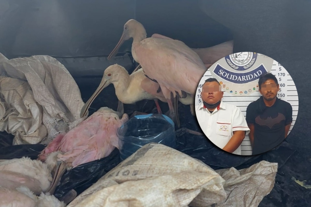 Playa del Carmen: Detienen a taxista yucateco por traer aves silvestres en su vehículo