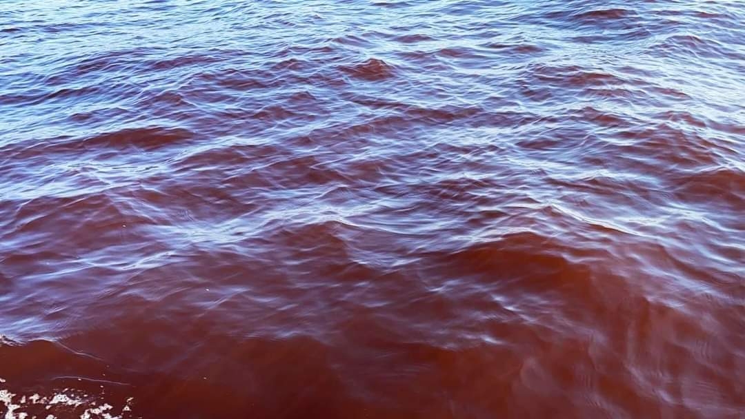 La presencia de la marea roja no causa daño a bañistas, según autoridades sanitarias. Foto: Archivo