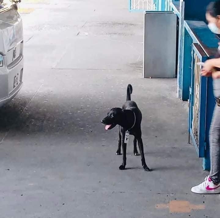 Firulais acompaña a los pasageros hasta su autobús. Foto: Facebook