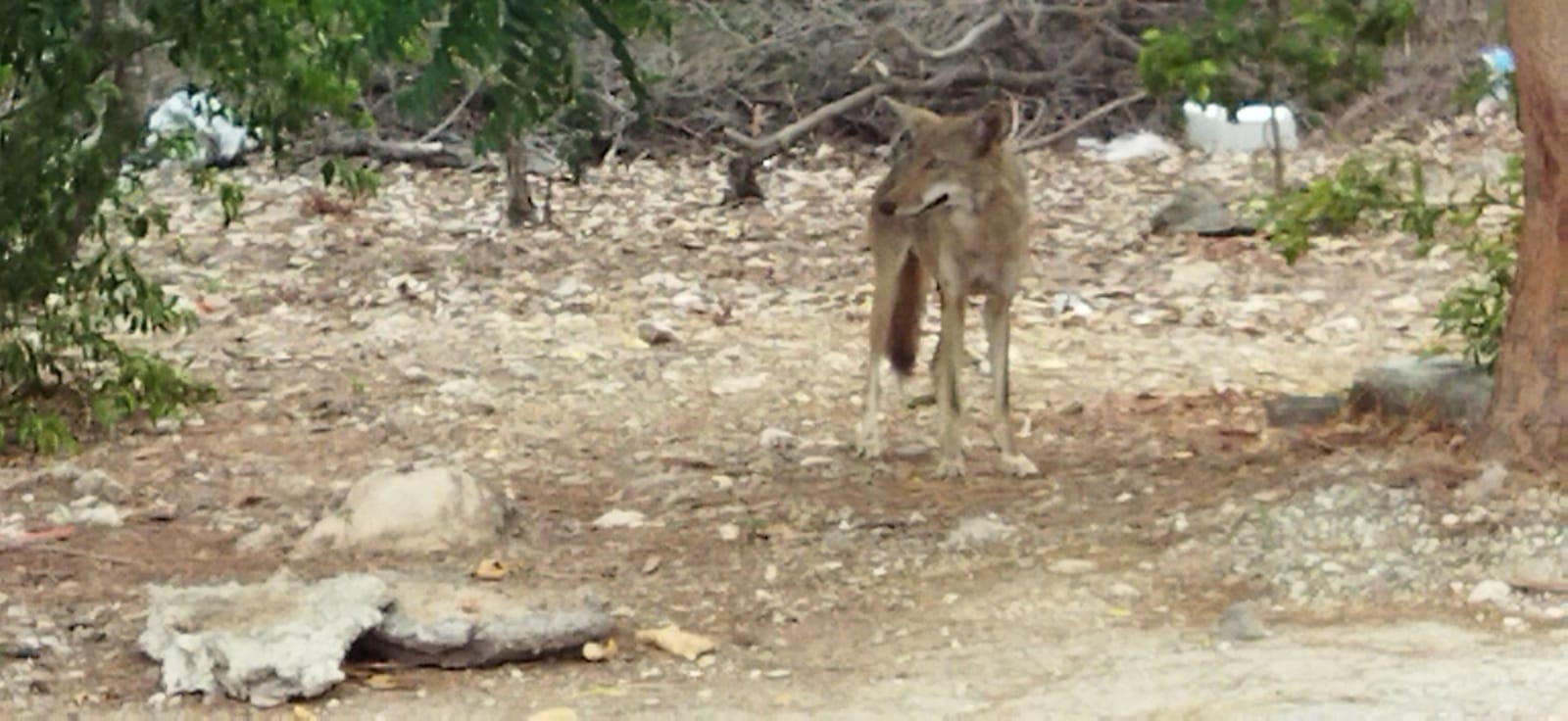 Supuesto lobo atemoriza a vecinos de Ciudad Caucel en Mérida