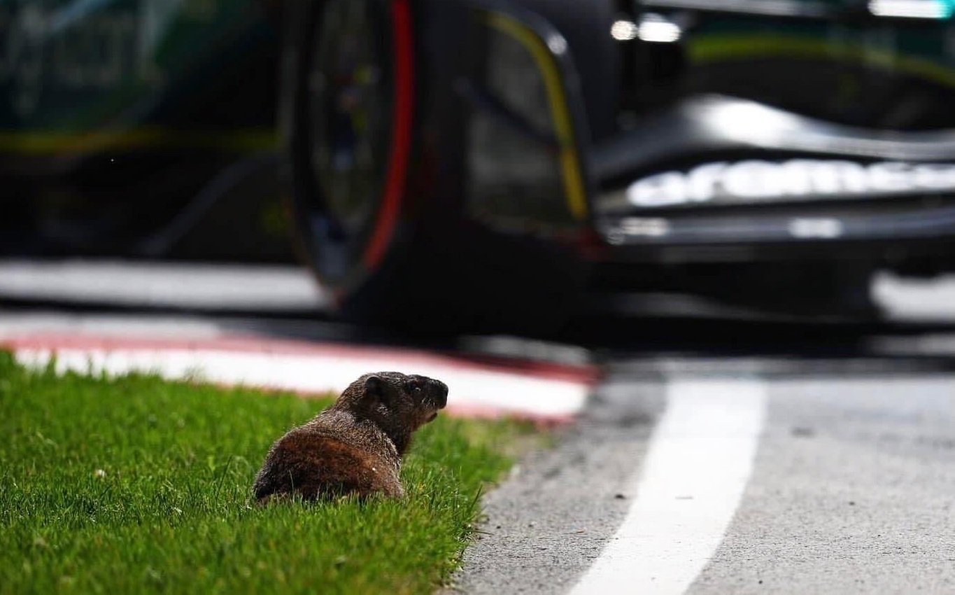 Marmota casi muere atropellada durante las pruebas del Gran Premio de Canadá