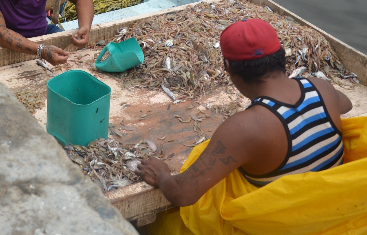 Pescadores de Ciudad del Carmen desalentados por baja captura de Camarón