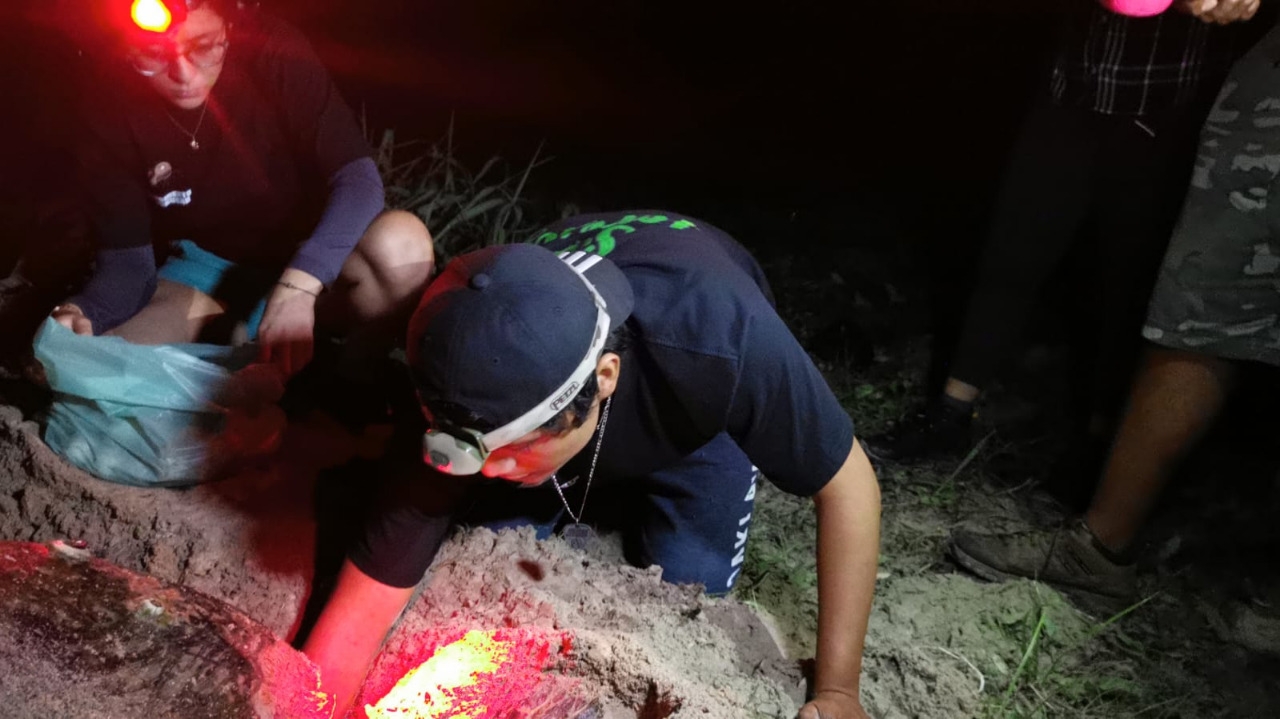 Al tortugero de San Lorenzo llega la tortuga de carey que es la especie protegida más importante de Campeche