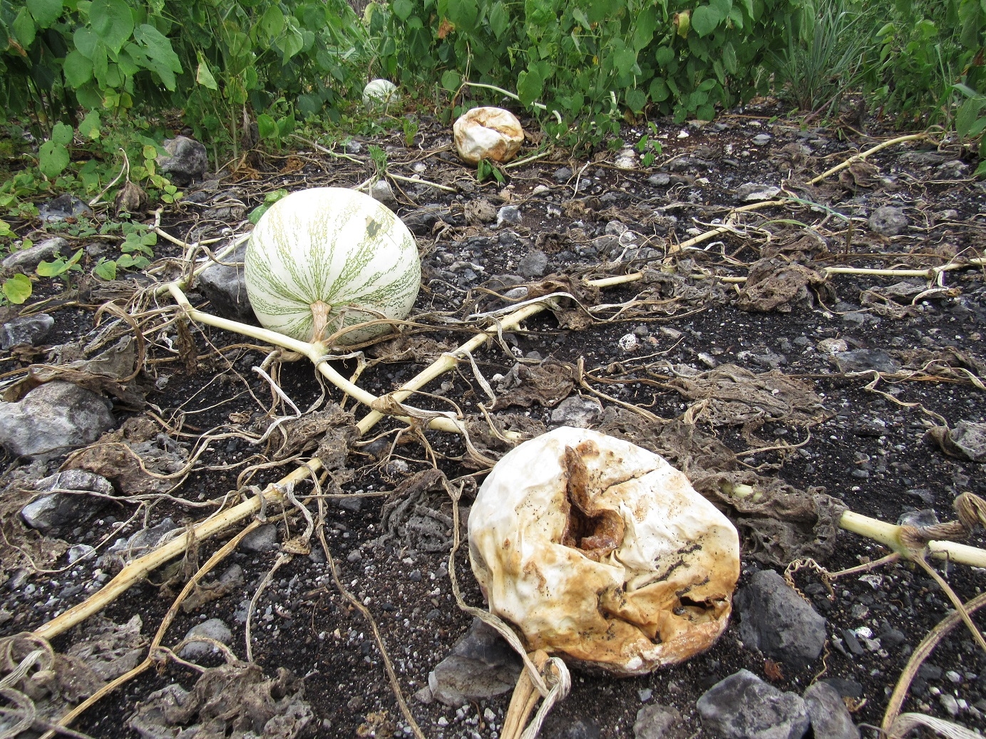 El uso indiscriminado de agroquímicos esparcidos vía aérea afecta el dulce, el agua, el suelo y la vegetación cercanos de la reserva de la biosfera de Ría Lagartos