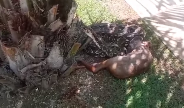 ¡Impresionante! Boa se traga un venado en el Country Club de Yucatán y luego lo vomita: VIDEO