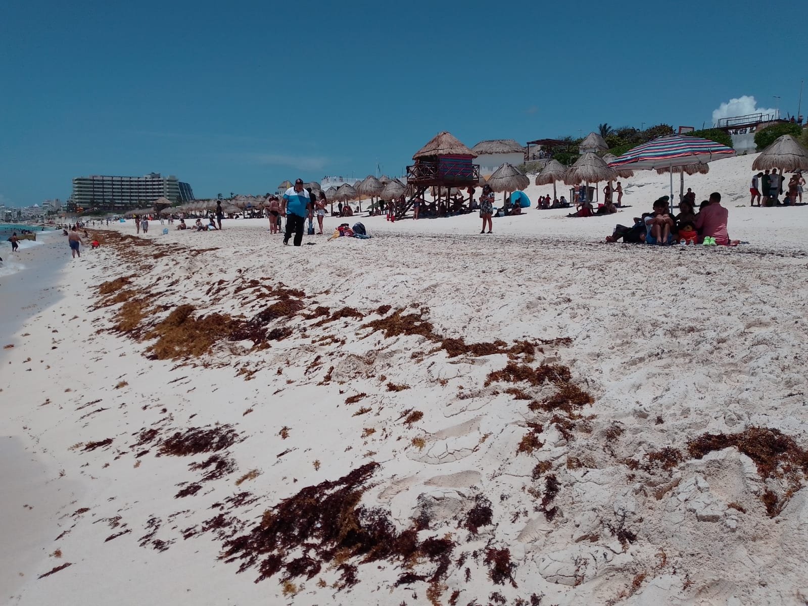 Sargazo ahuyenta a bañistas de Playa Delfines en Cancún, Quintana Roo: EN VIVO