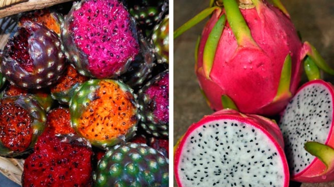 Este es el origen de la pitaya en México y las zonas donde se cultiva