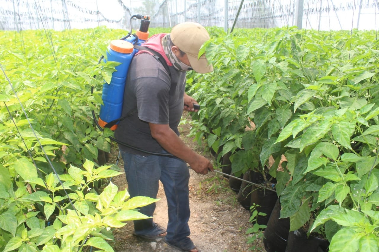 Advierten peligro en la salud de los campesinos de Tizimín por la exposición a agroquímicos