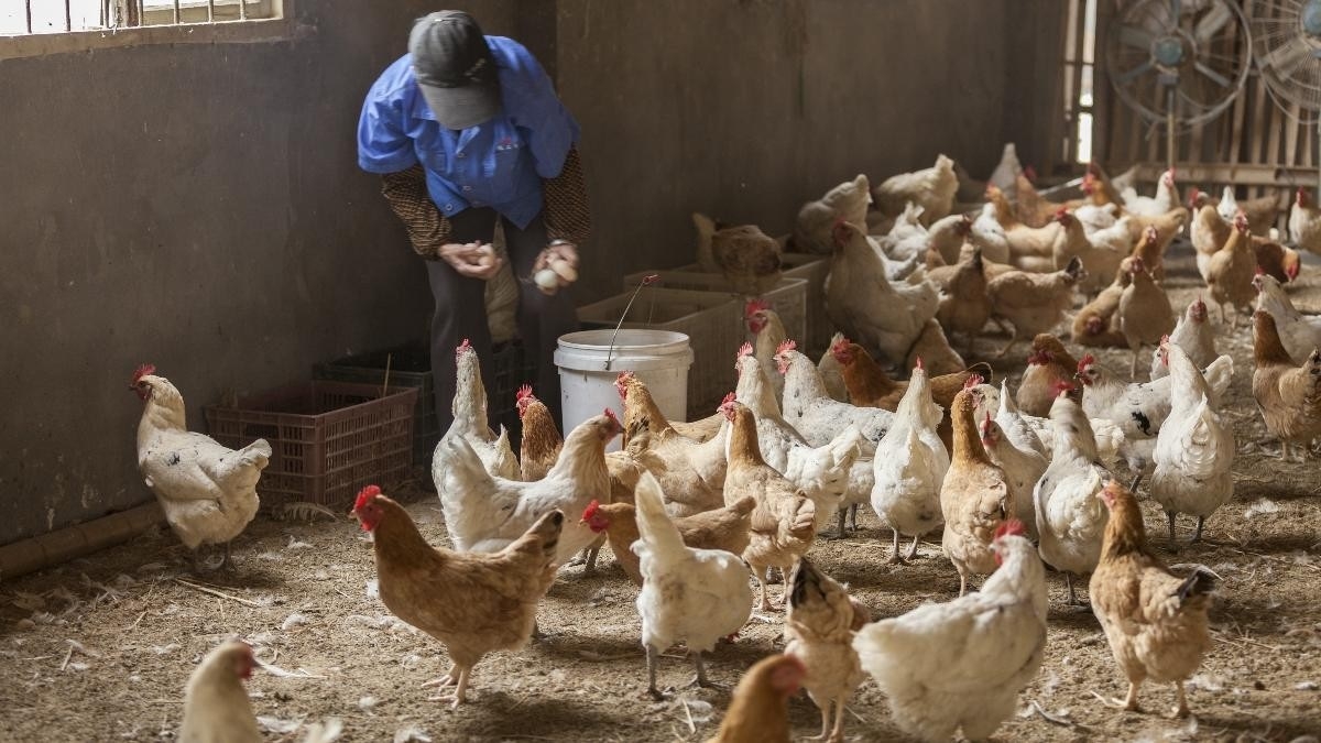 Con este brote de gripe aviar, Yucatán se convierte en el estado con más afectación
