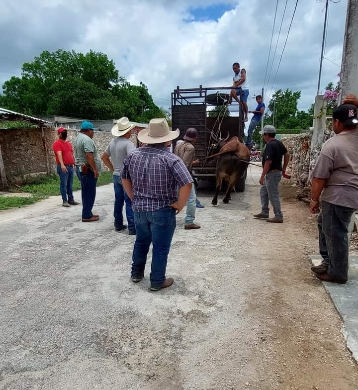 Toro se escapa del camión que lo transportaba en Buctzotz