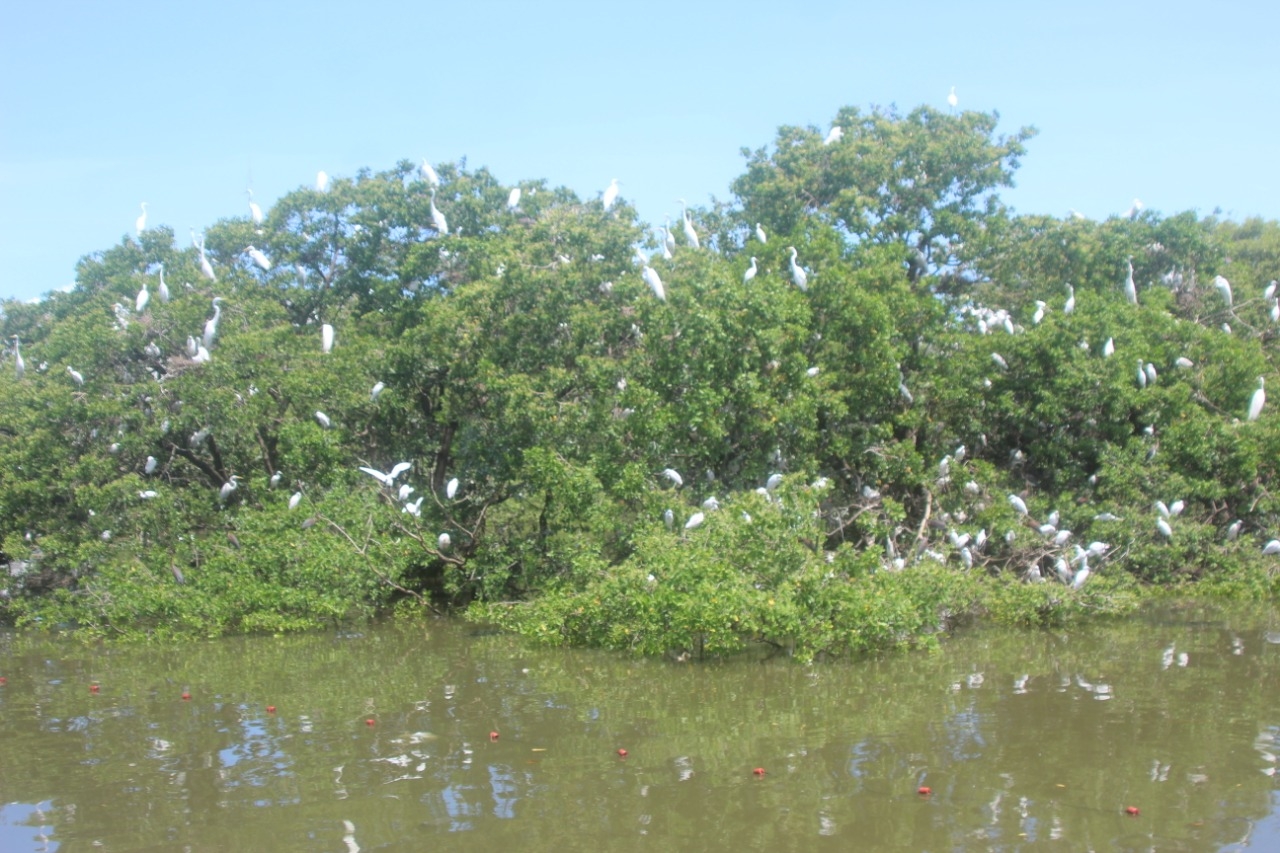 Fauna del arrollo 'La Caleta' de Ciudad del Carmen huye por la contaminación: Ambientalistas