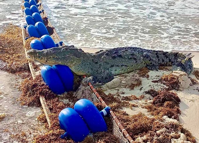 Reporta el Gobernador Carlos Joaquín el avistamiento de un cocodrilo en Tulum