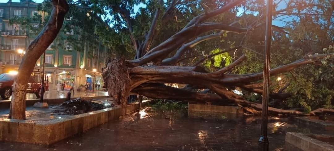 Dos árboles de más de 100 años de vida han caído en Oaxaca en los últimos días debido a las fuertes lluvias